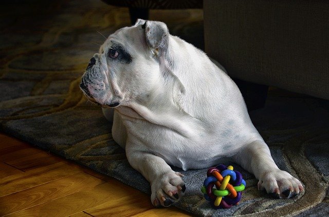 english-bulldog price in bangalore