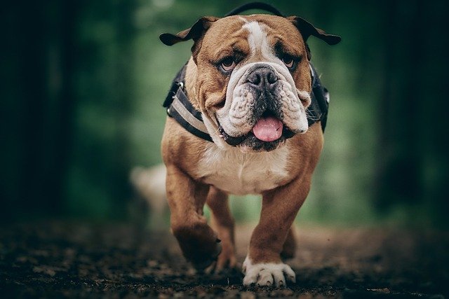 english-bulldog price in chennai