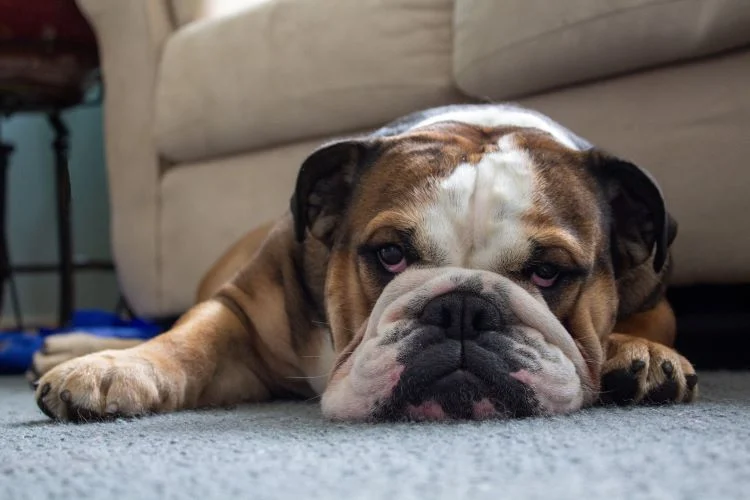 english-bulldog price in vizag