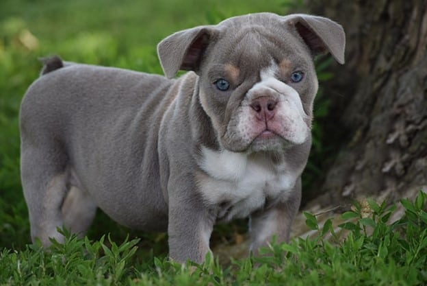 English Bulldog Puppies for Sale in India at Book My Puppy