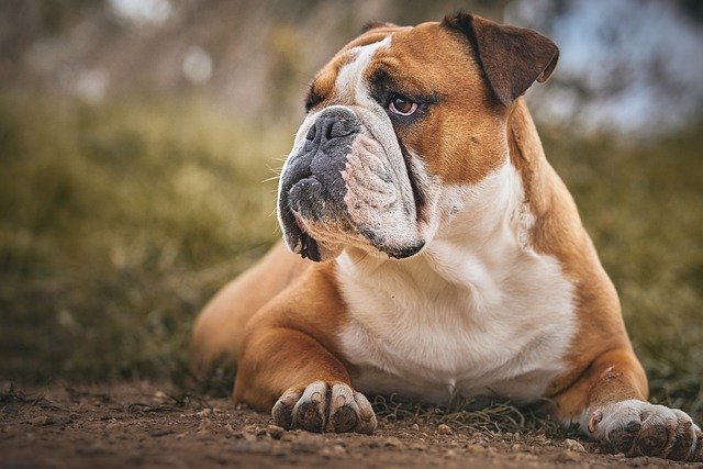 english-bulldog price in Pune