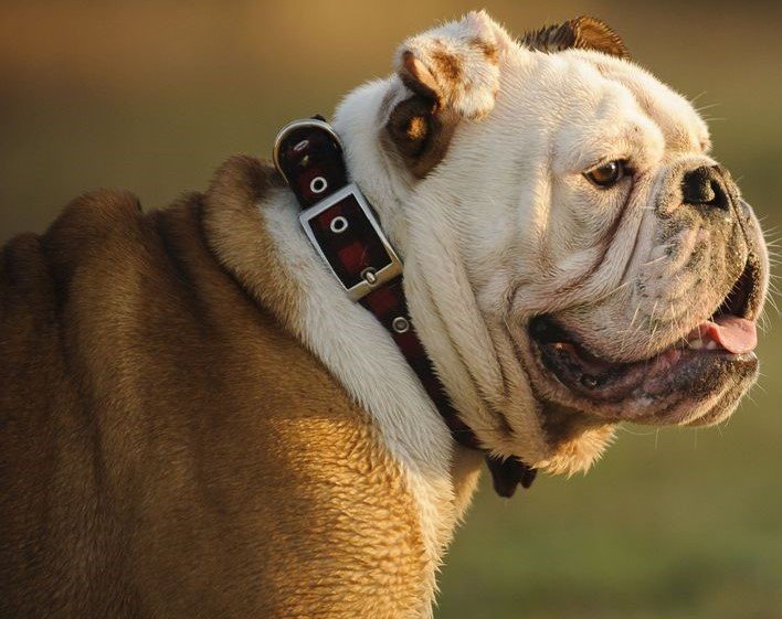 english-bulldog price in Goa