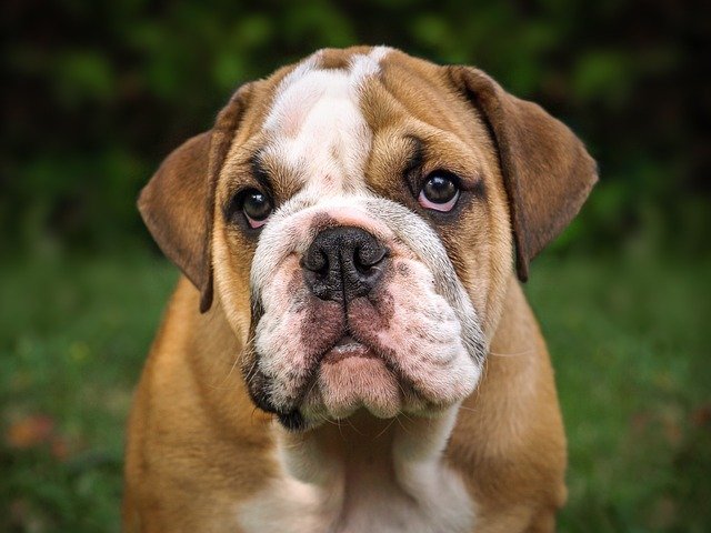 english-bulldog price in mumbai