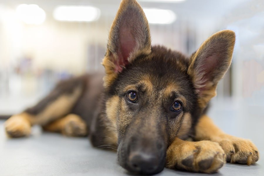 german-shepherd price in ahmedabad