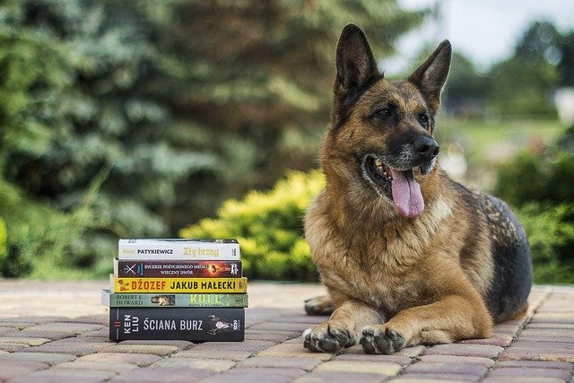 german-shepherd price in hyderabad