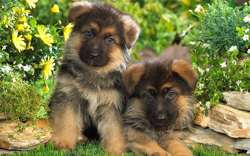 german-shepherd price in mumbai