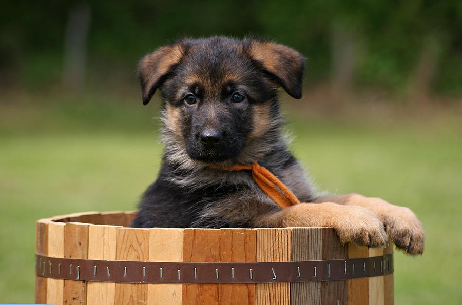german-shepherd price in Pune