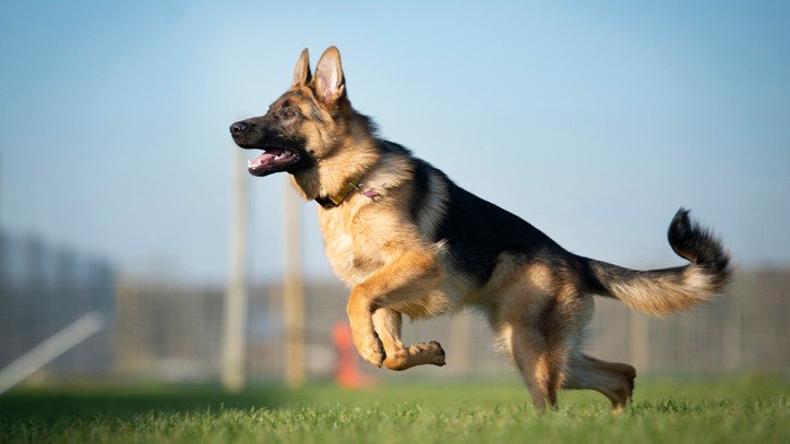 german-shepherd price in vizag