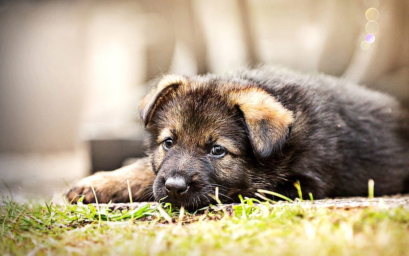german-shepherd price in kolkata