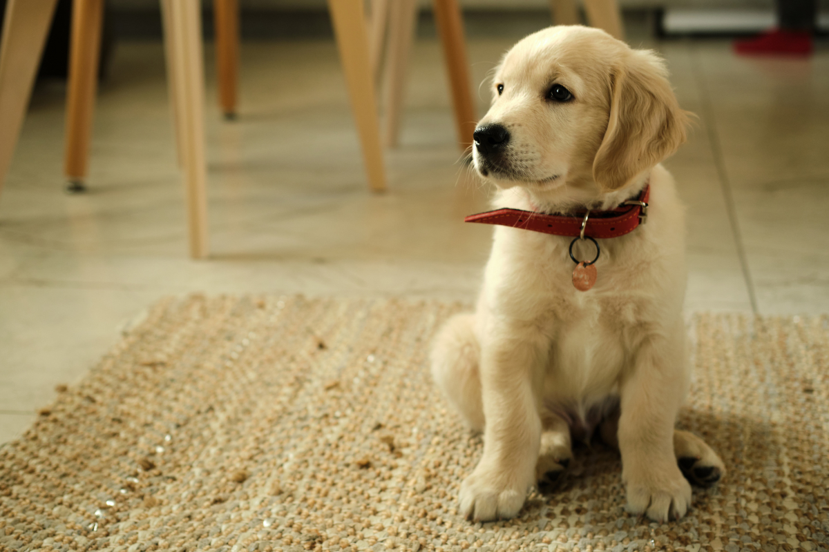 golden retriever price in ahmedabad