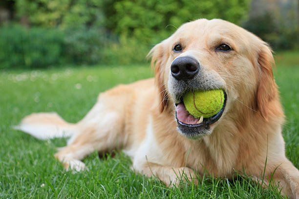 golden retriever price in bangalore