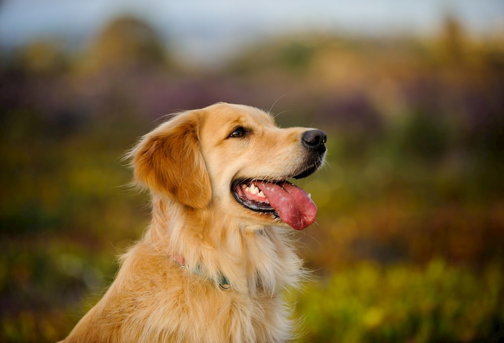 golden retriever price in chennai