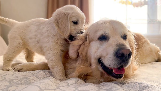 golden retriever price in kolkata