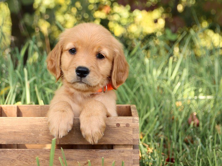 golden retriever price in hyderabad