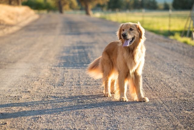 golden retriever price in mumbai