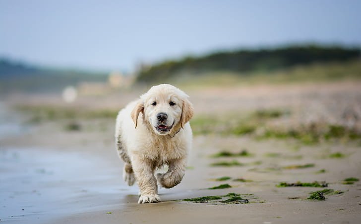 golden retriever price in Pune