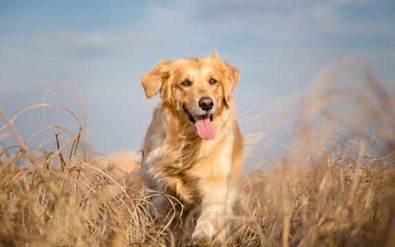golden retriever price in vizag