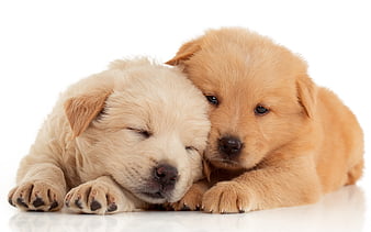 golden retriever puppies for sale in india