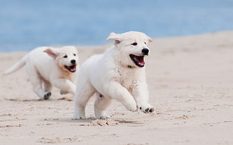 golden retriever male price in india