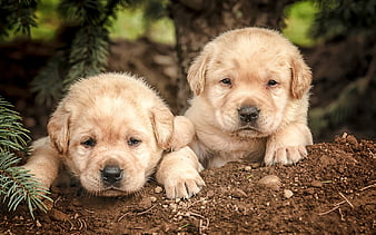 golden retriever female price in india