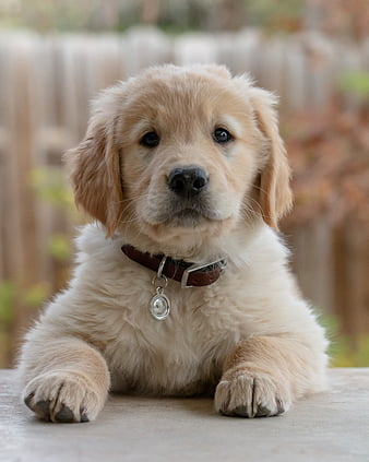 golden retriever puppy - book online in india