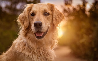 golden retriever price in India