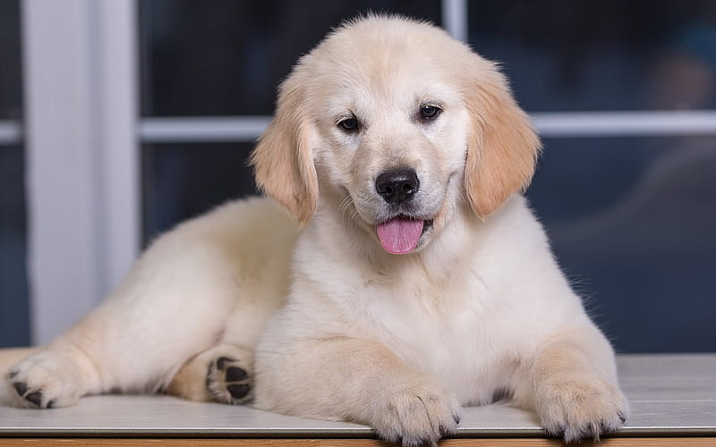 golden retriever price in Goa