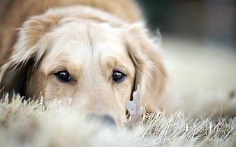 golden retriever dog price in india