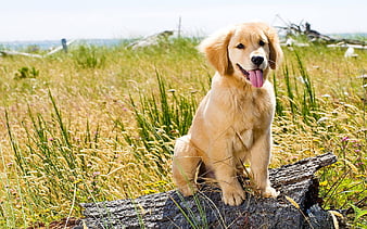 golden retriever puppies price in india