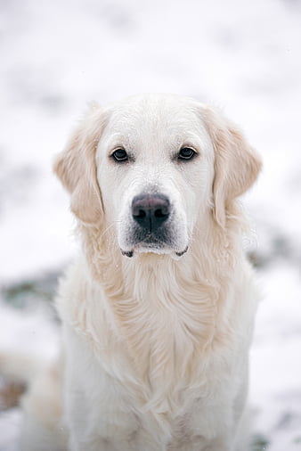 golden retriever cost in india