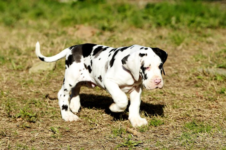 great dane price in ahmedabad