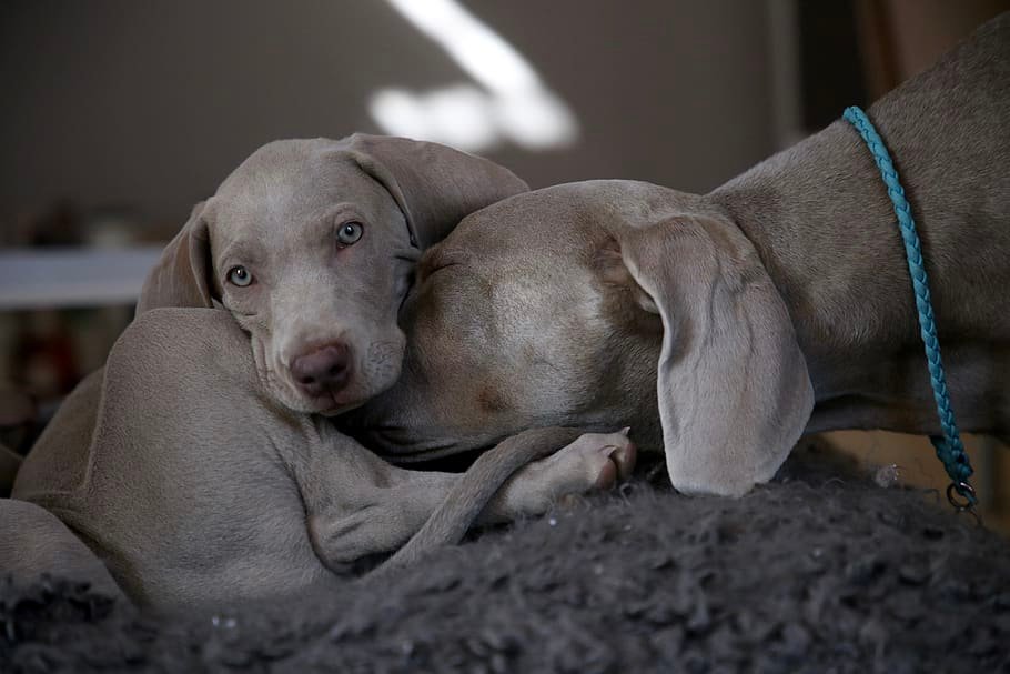 great dane price in Pune
