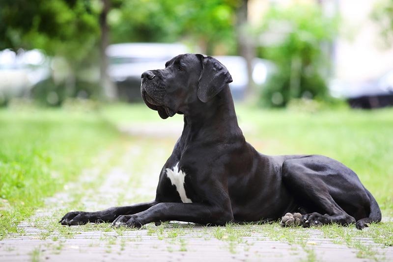 great dane price in bangalore
