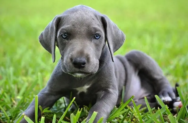 great dane price in chennai