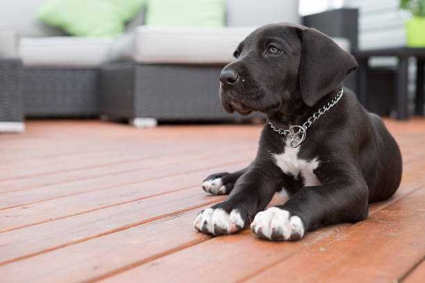 Pet shop for Great Dane in India.