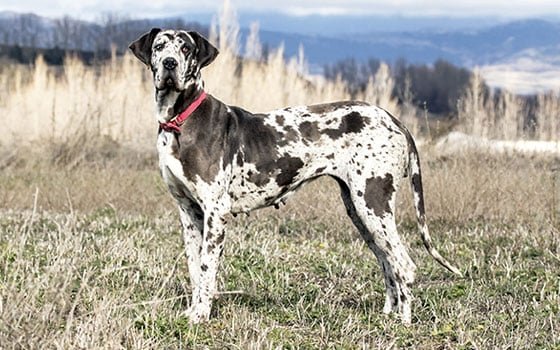 great dane price in hyderabad