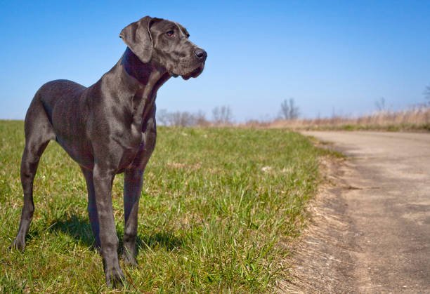 great dane price in kolkata