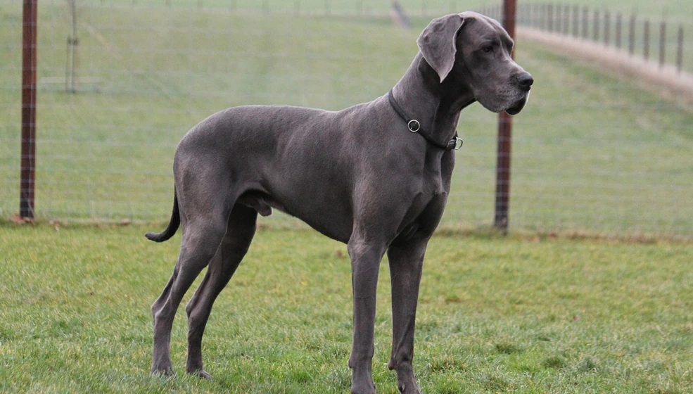 great dane price in mumbai