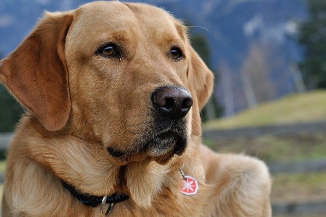labrador-retriever price in bangalore