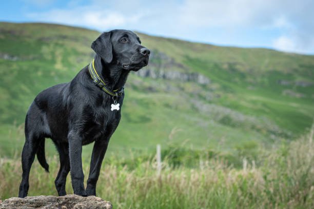 labrador-retriever price in chennai