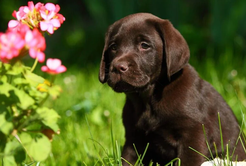 labrador-retriever price in kolkata