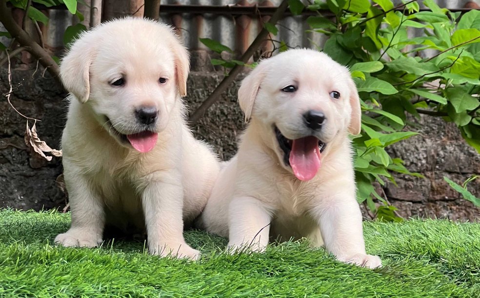 labrador retriever dog price in india