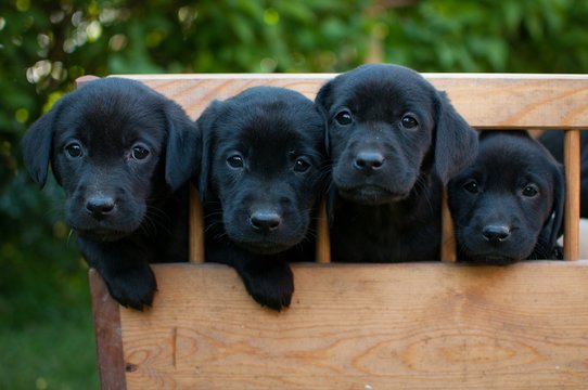 labrador-retriever price in ahmedabad
