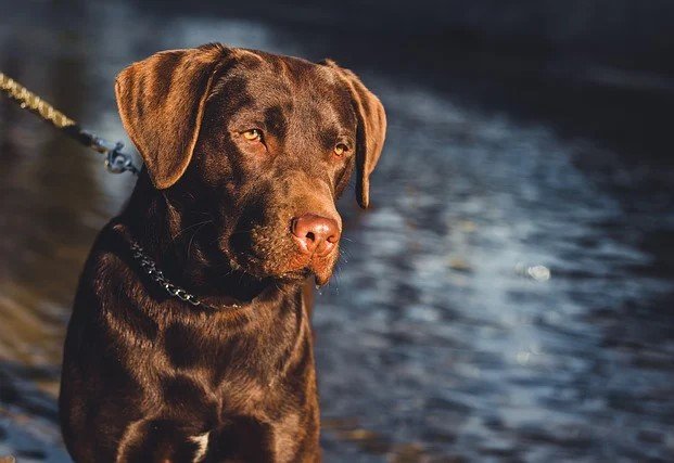 labrador-retriever price in Pune