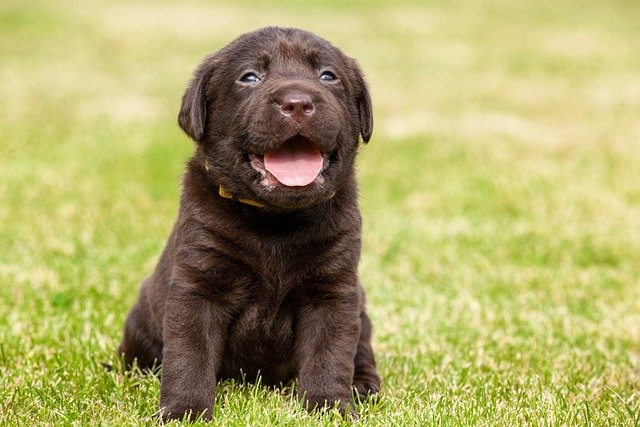 labrador-retriever price in vizag