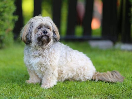lhasa-apso price in ahmedabad