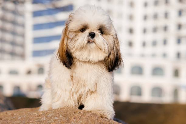 lhasa-apso price in bangalore