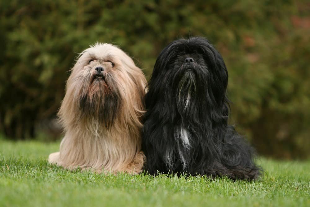 lhasa-apso price in India