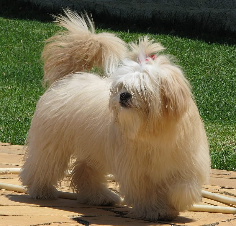 lhasa-apso price in Pune