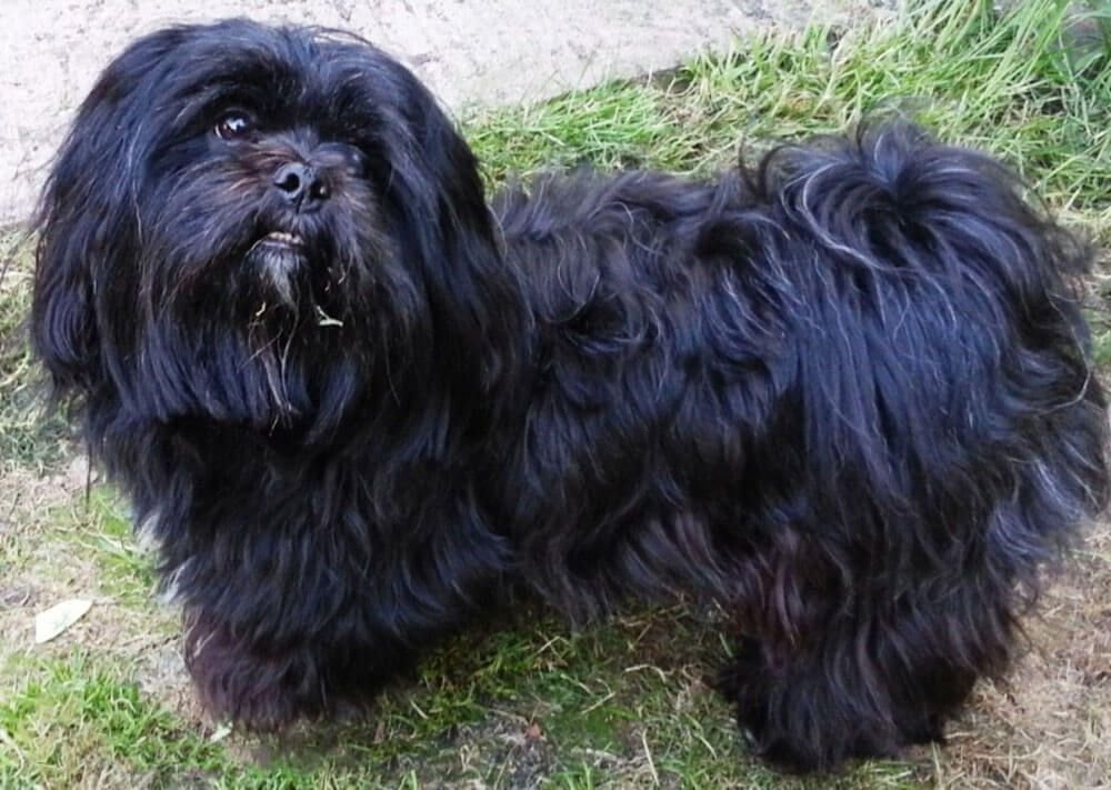 lhasa-apso price in vizag